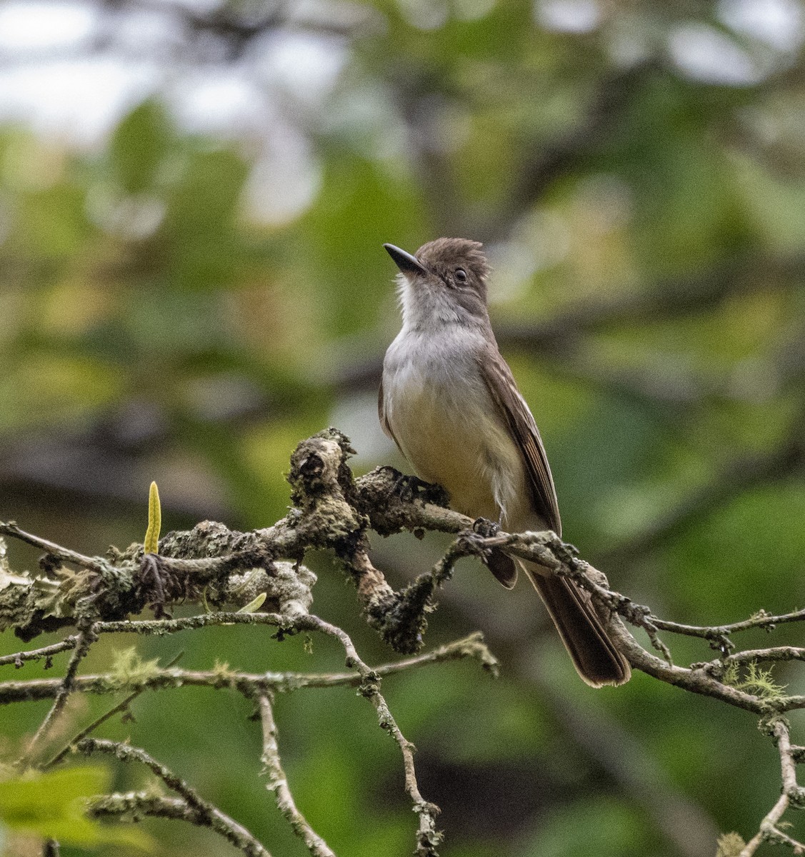 Brown-crested Flycatcher - ML645999225