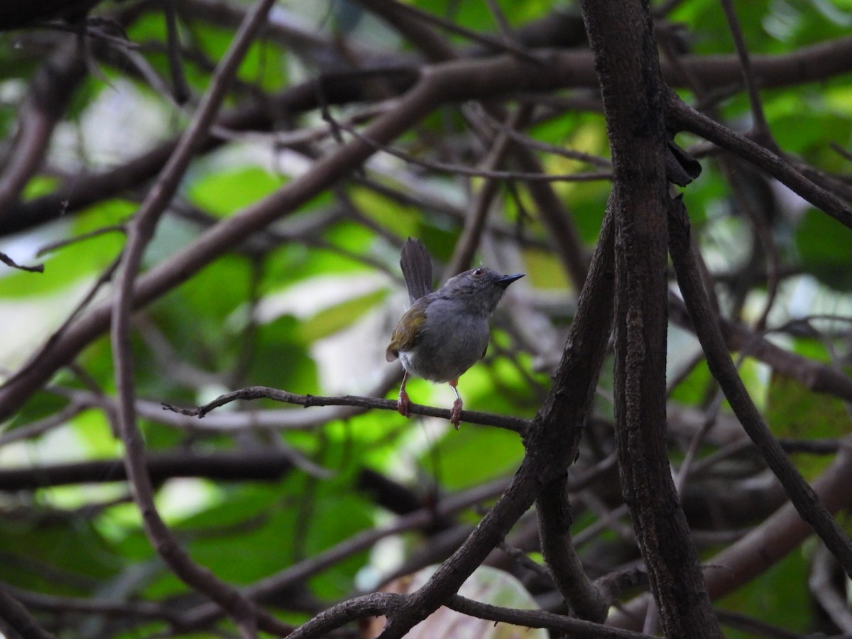 Green-backed Camaroptera - ML645999230