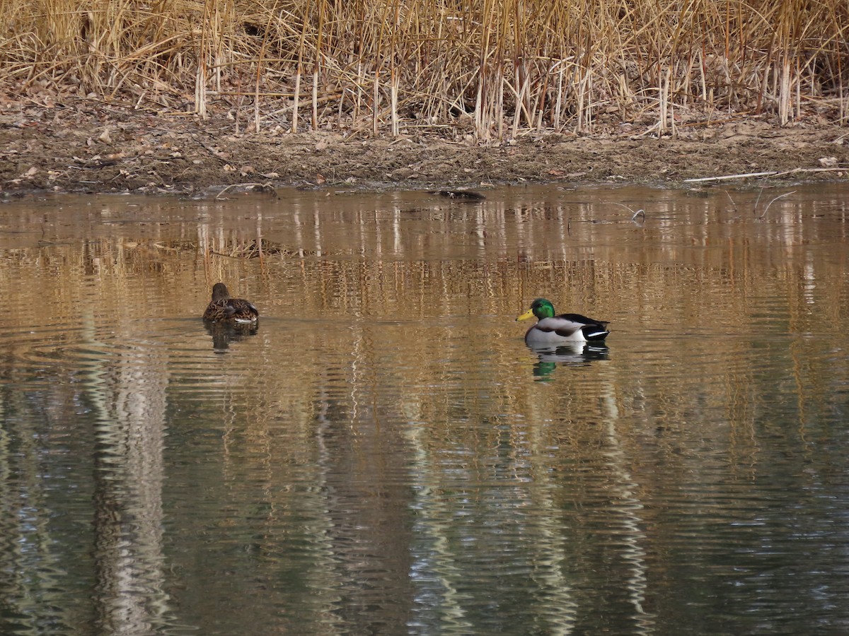 Ánade Azulón - ML645999231