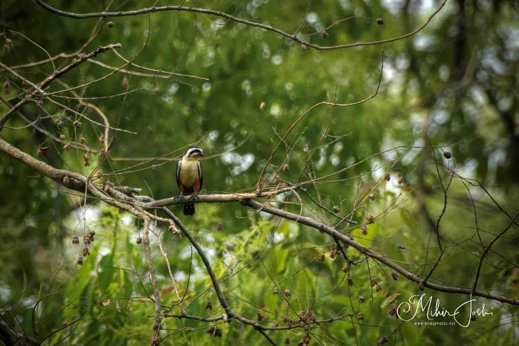 sokolík rezavohrdlý - ML645999232