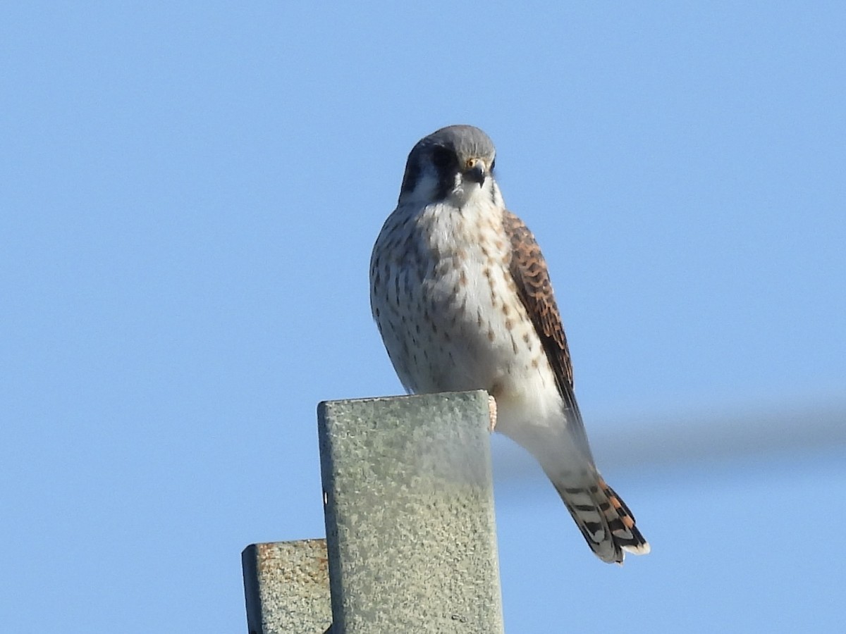 American Kestrel - ML645999235
