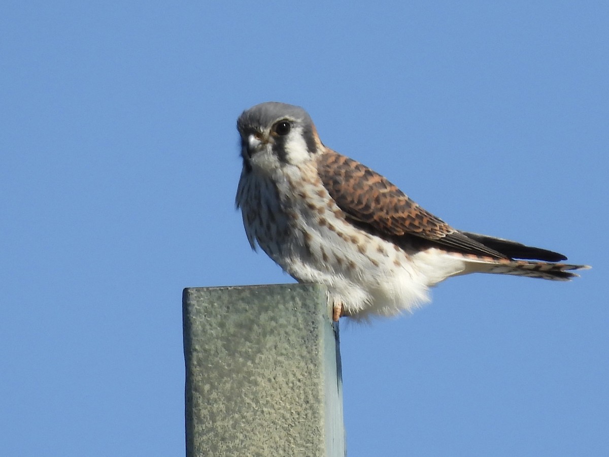 American Kestrel - ML645999237