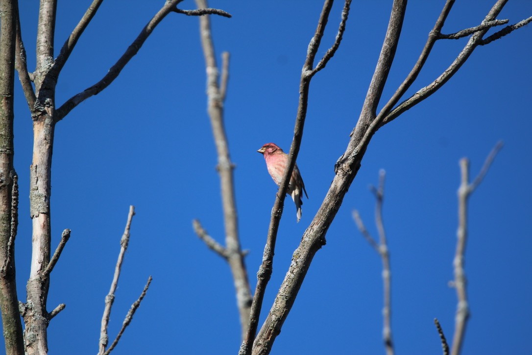 ムラサキマシコ - ML645999246