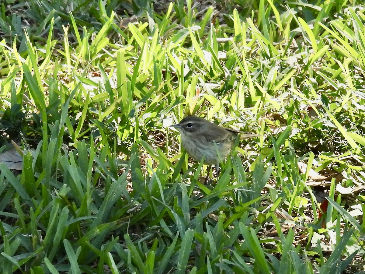 Palm Warbler (Yellow) - ML645999259