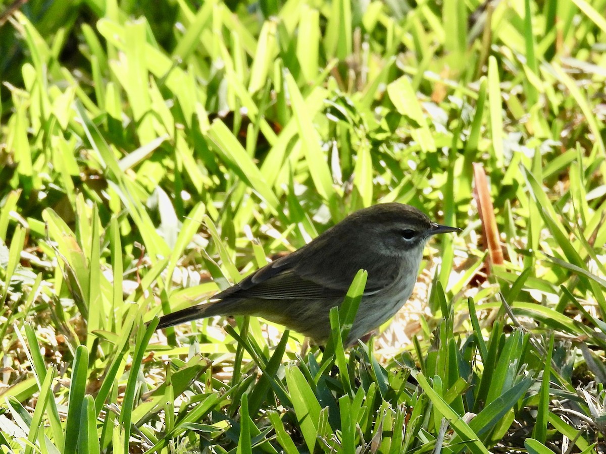 Palm Warbler (Yellow) - ML645999260