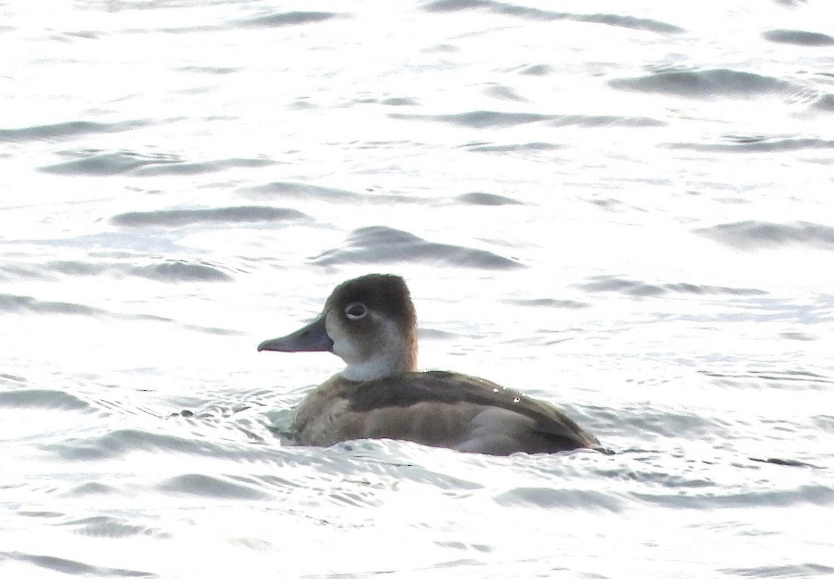 Ring-necked Duck - ML645999266