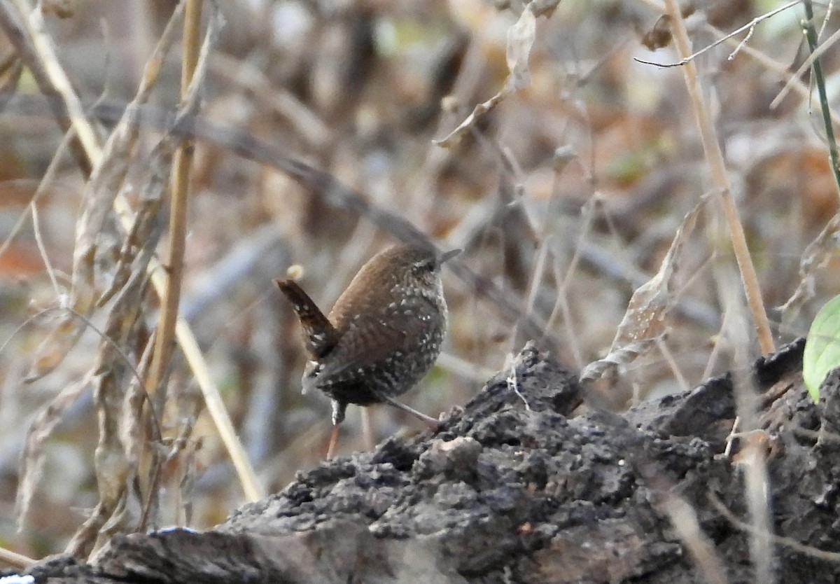 フユミソサザイ - ML645999279