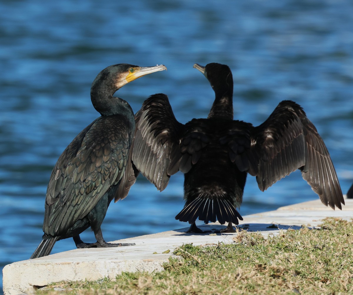 kormorán velký - ML645999286