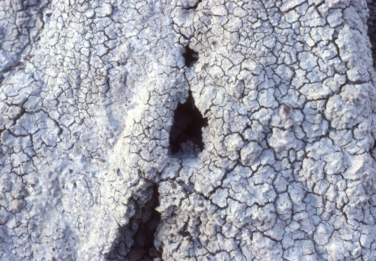 střízlík skalní - ML645999287