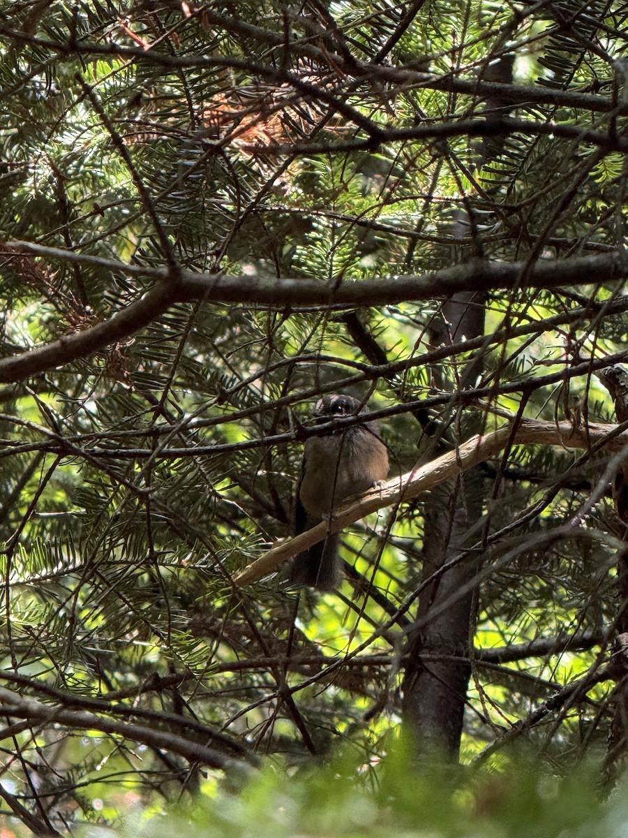 Carbonero Boreal - ML645999291