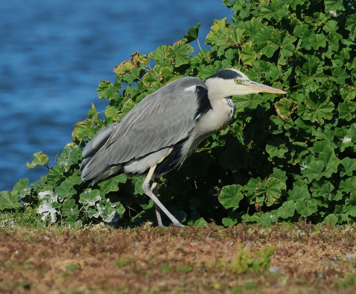 Garza Real - ML645999292
