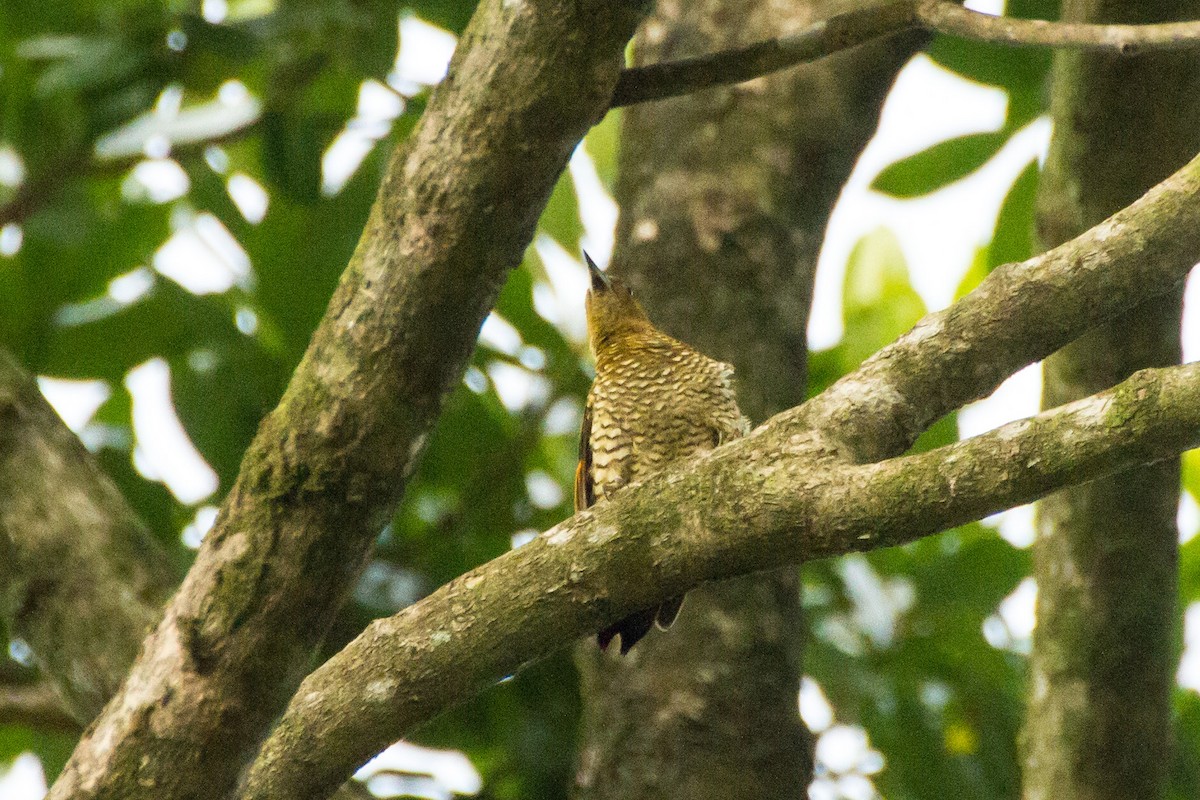 Carpintero Alirrufo - ML645999293