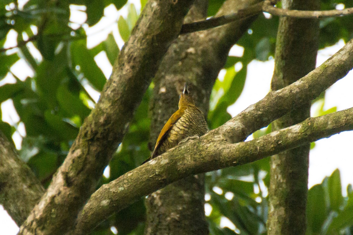 Carpintero Alirrufo - ML645999294