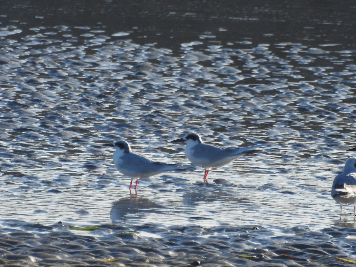 Charrán de Forster - ML645999295