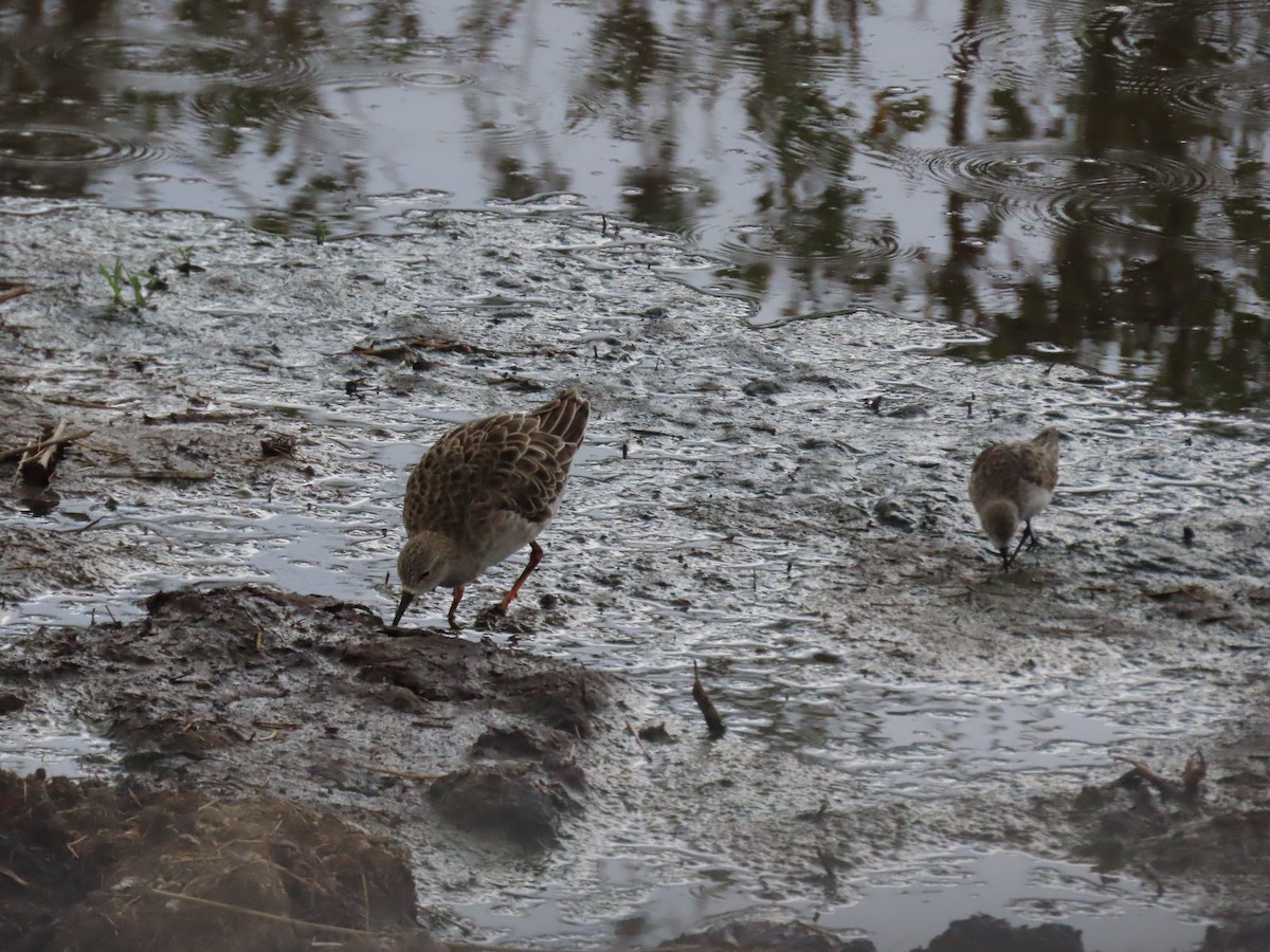 Combatiente - ML645999296