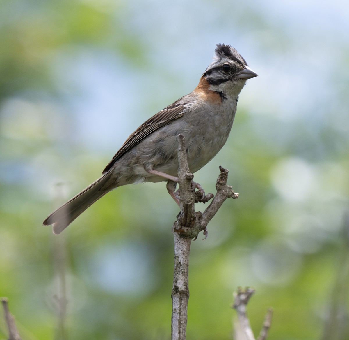 Chingolo Común - ML645999297