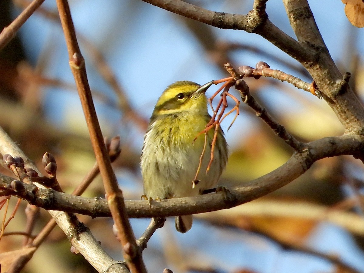 Townsend's Warbler - ML645999300