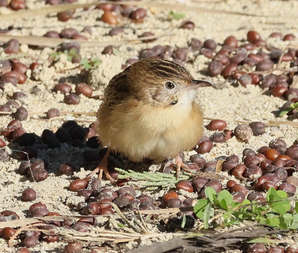 Cistícola Buitrón - ML645999301