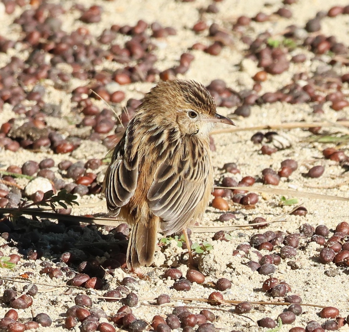 Cistícola Buitrón - ML645999302