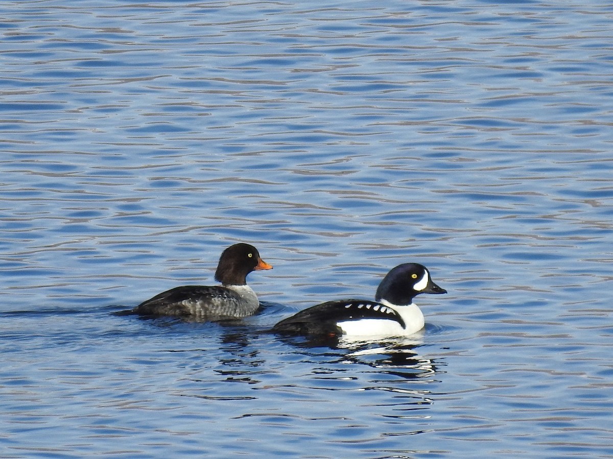 Porrón Islándico - ML645999303