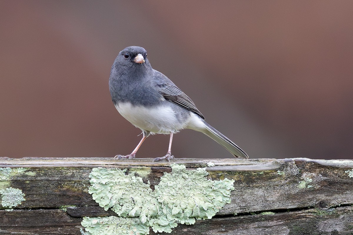 Junco Ojioscuro - ML645999304