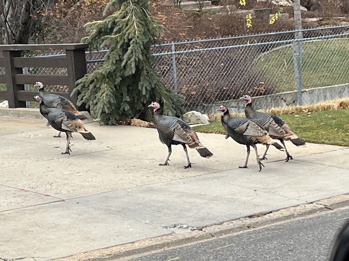 Guajolote Gallipavo - ML645999305