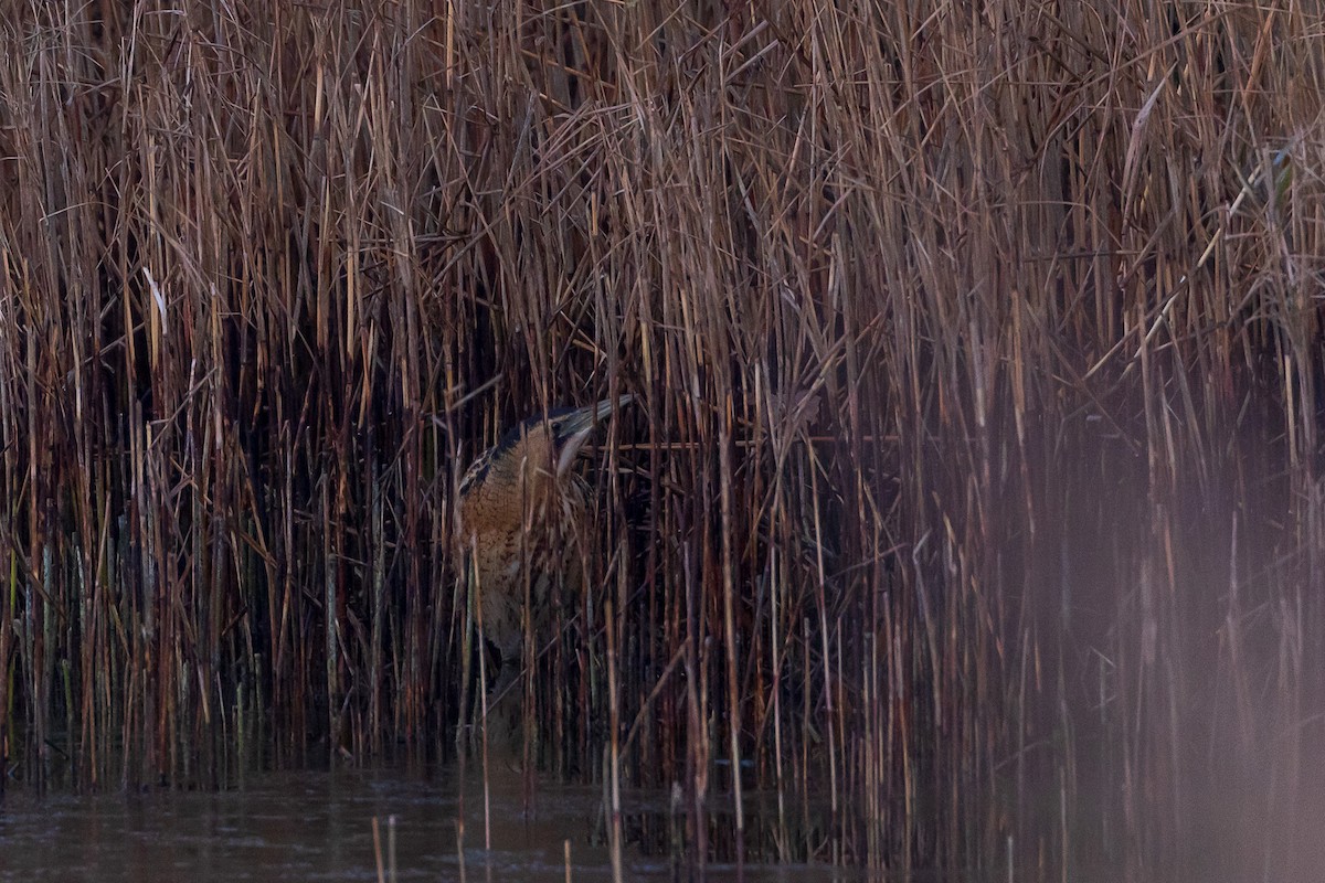 Avetoro Común - ML645999306