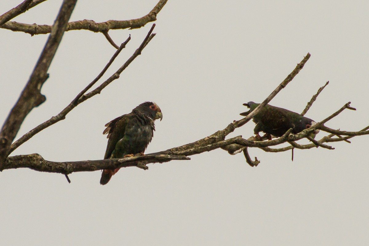 Loro Senil - ML645999307