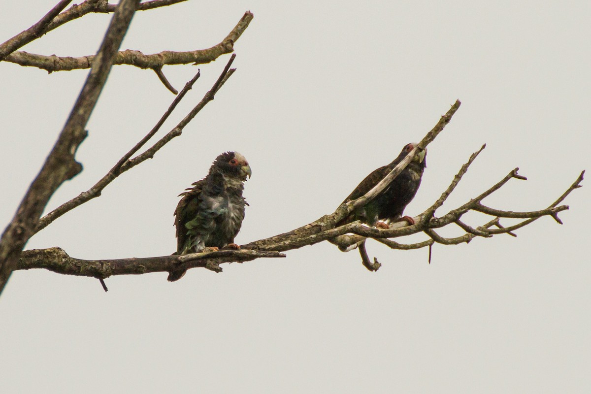 Loro Senil - ML645999308