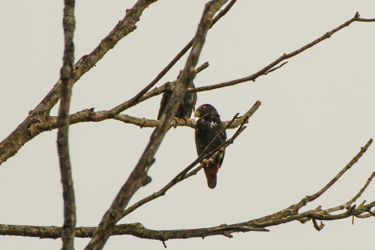 Loro Senil - ML645999309