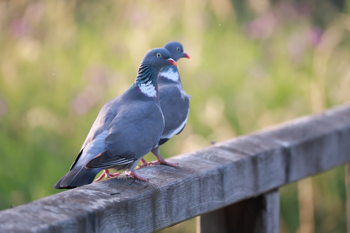 Paloma Torcaz - ML645999310