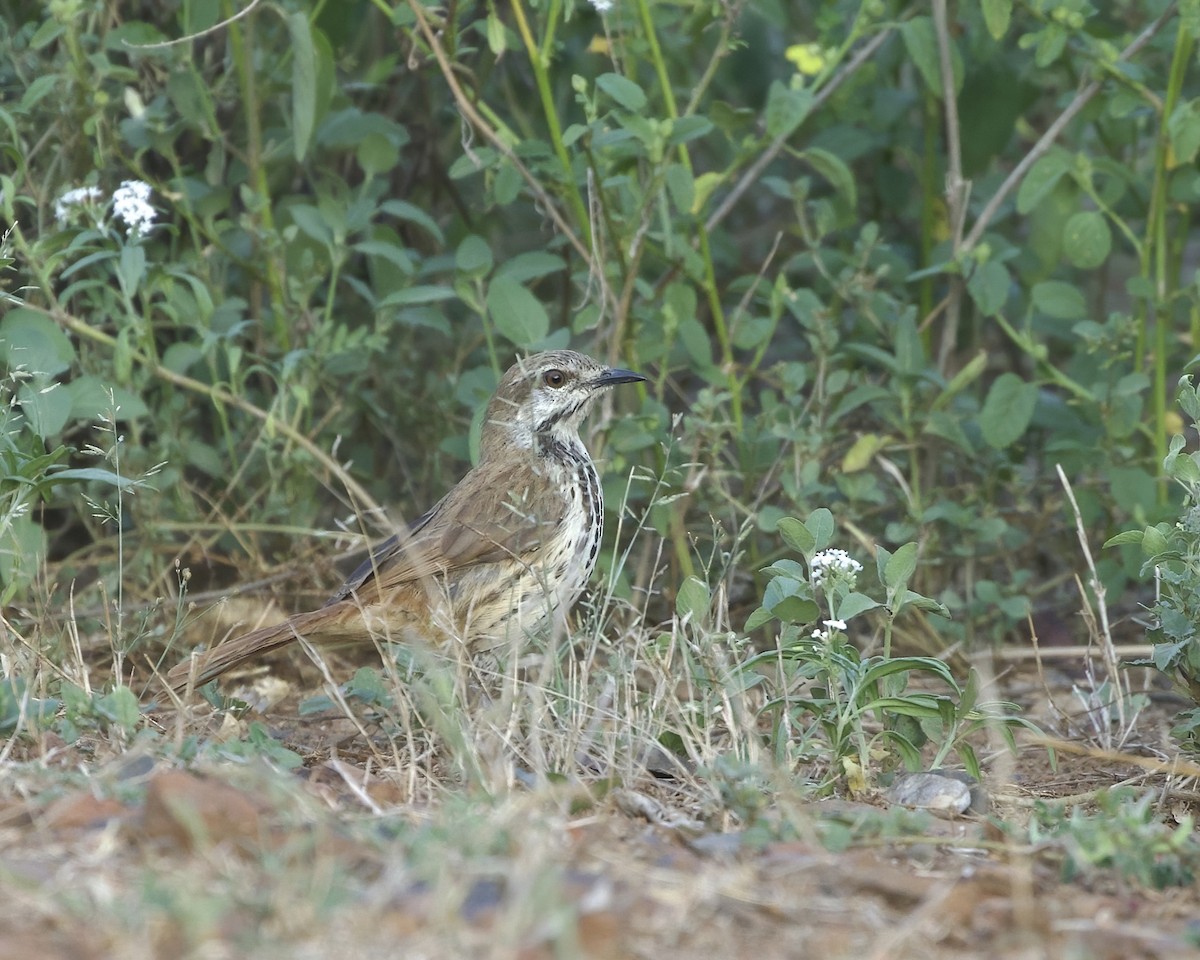 Zorzal Palmero Moteado - ML645999311