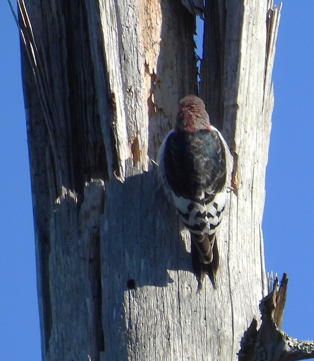Carpintero Cabecirrojo - ML645999313