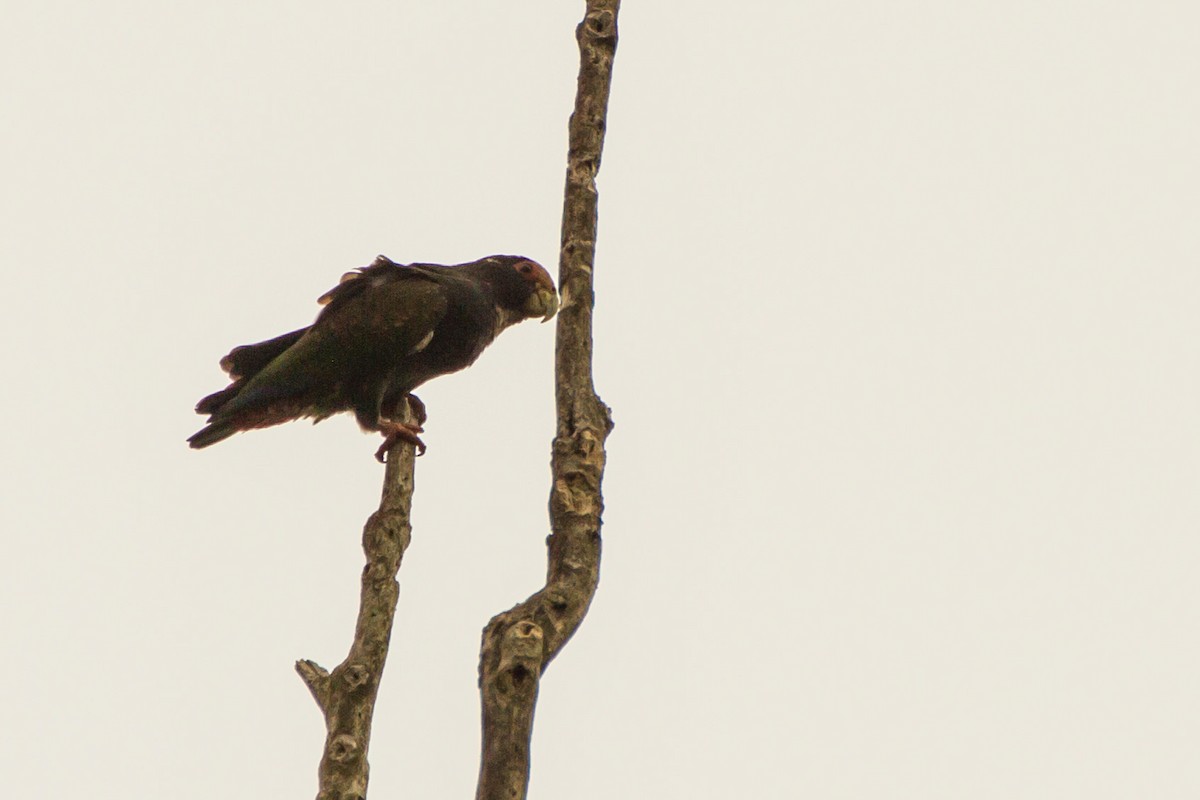 Loro Senil - ML645999314