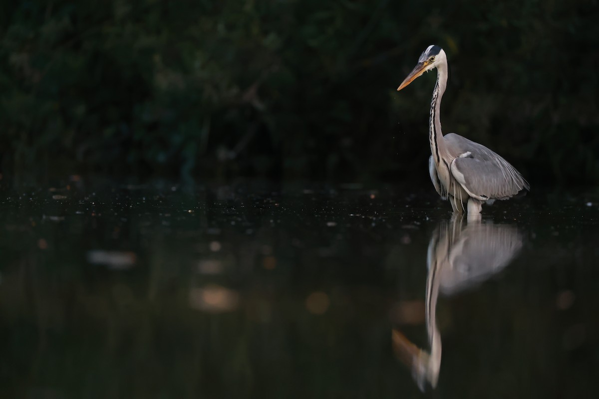 Garza Real - ML645999315