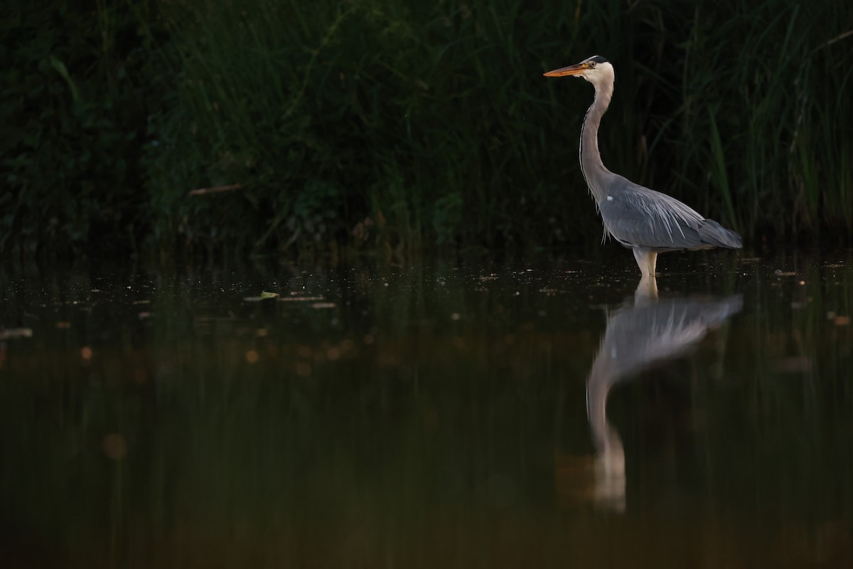 Garza Real - ML645999316