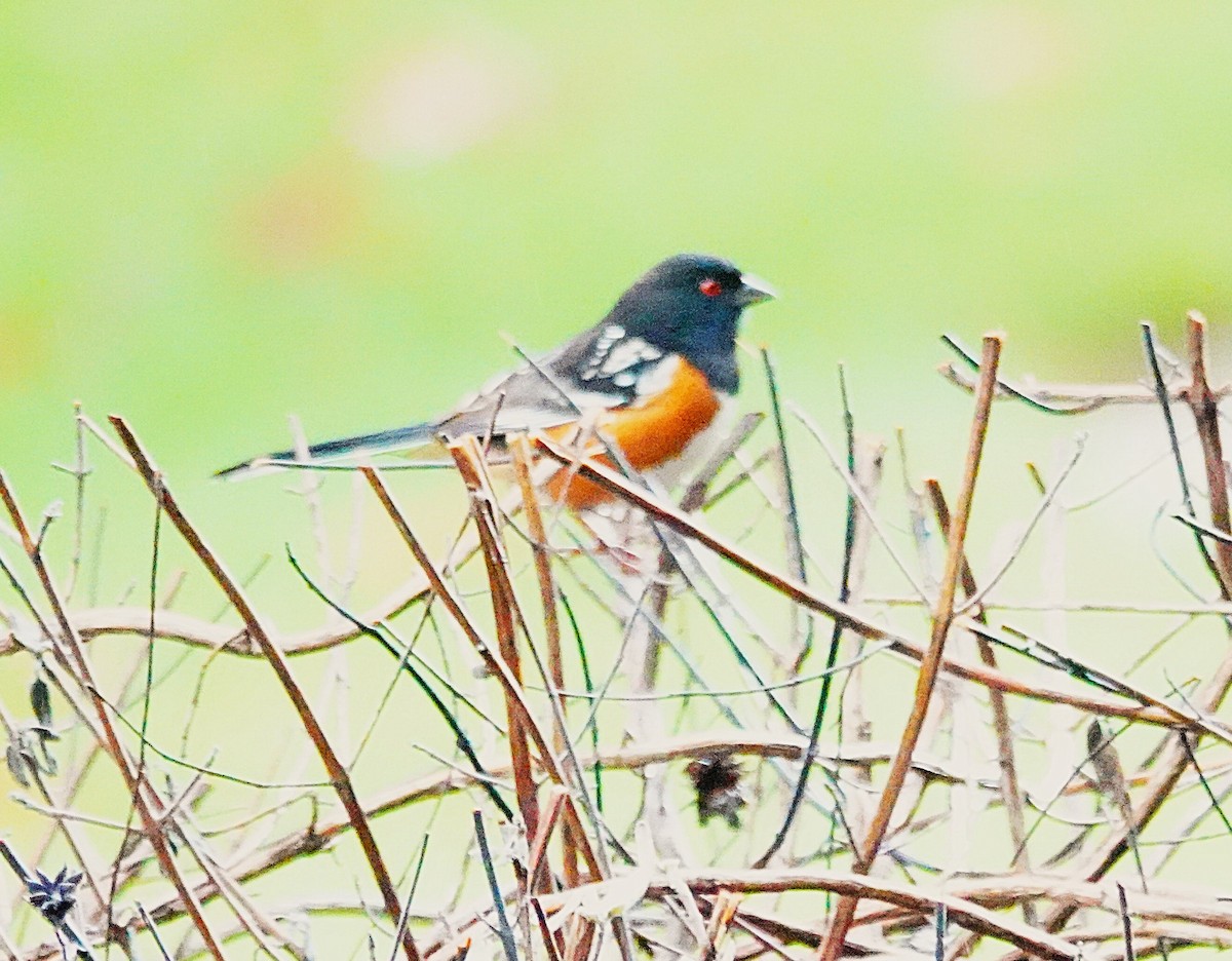 Toquí Moteado - ML645999317