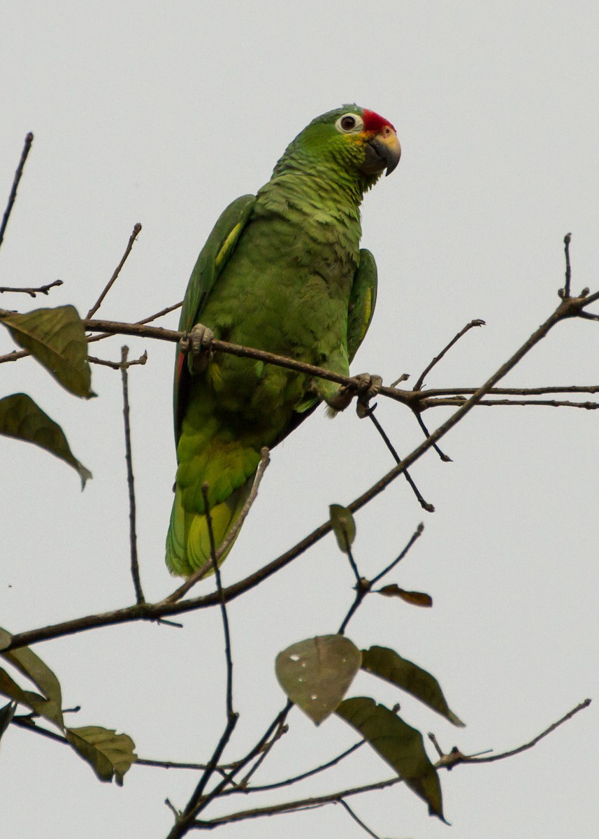 Amazona Frentirroja - ML645999327