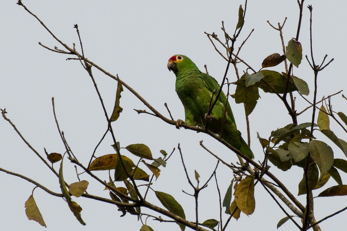 Amazona Frentirroja - ML645999328
