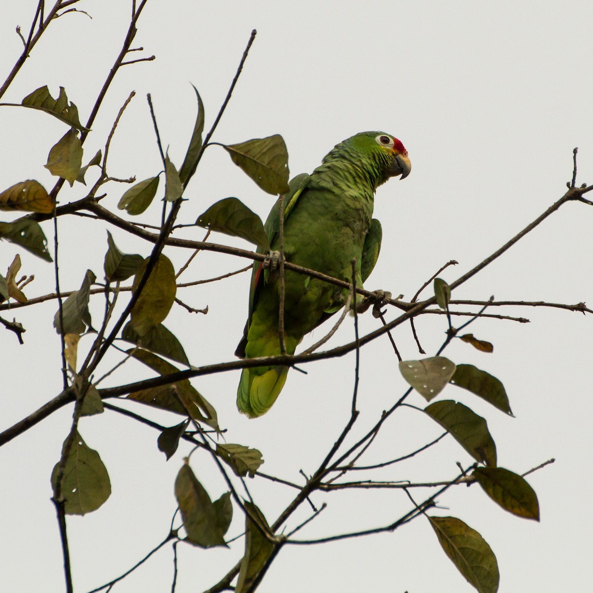 Amazona Frentirroja - ML645999329