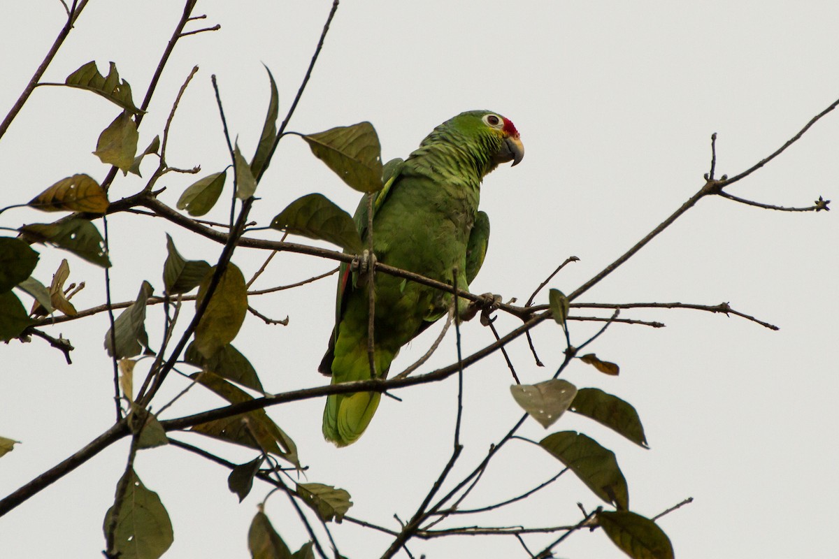 Amazona Frentirroja - ML645999330