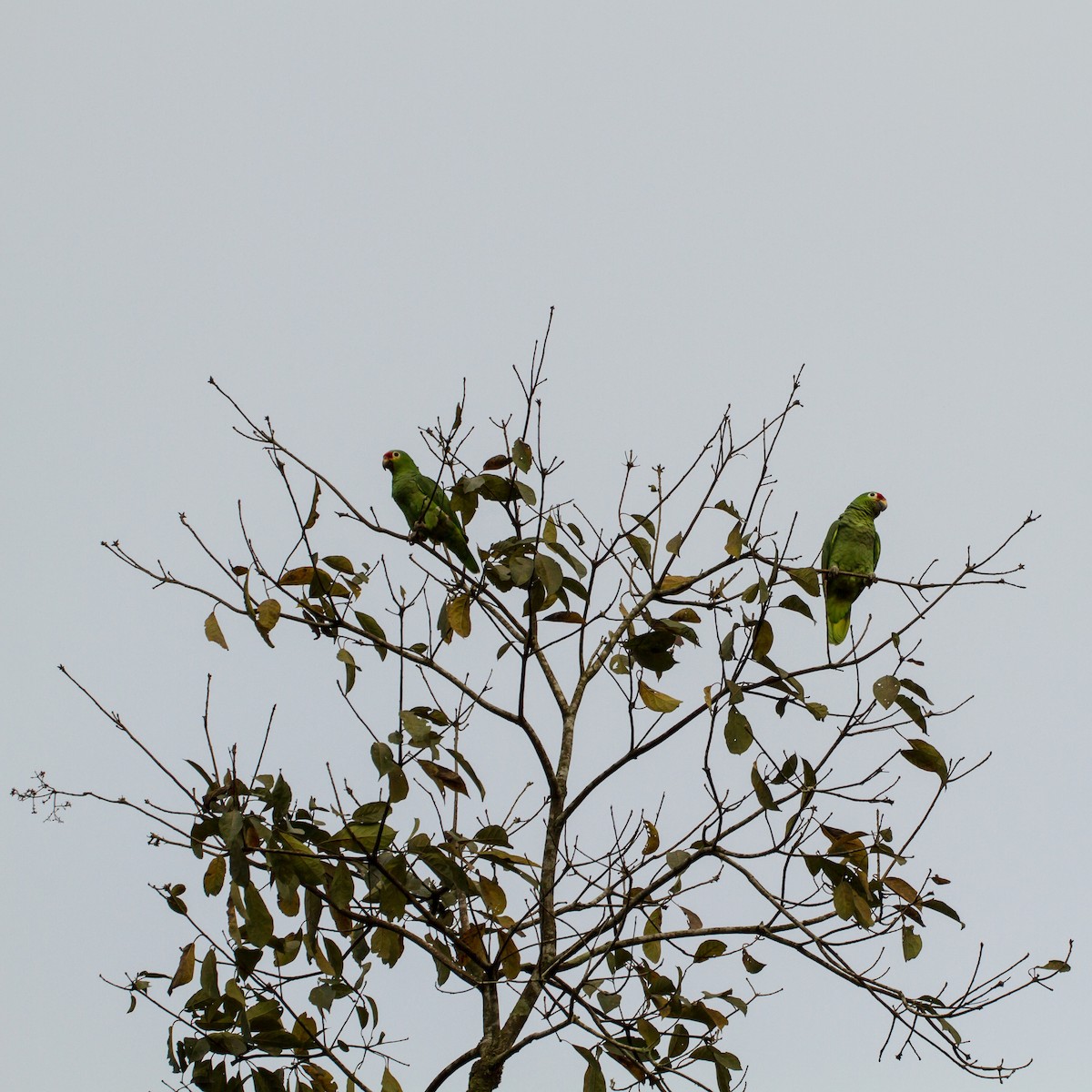 Amazona Frentirroja - ML645999331