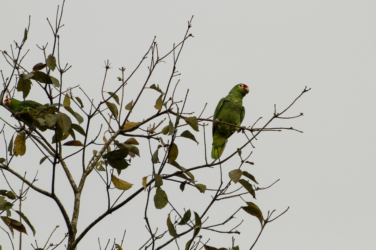 Amazona Frentirroja - ML645999332