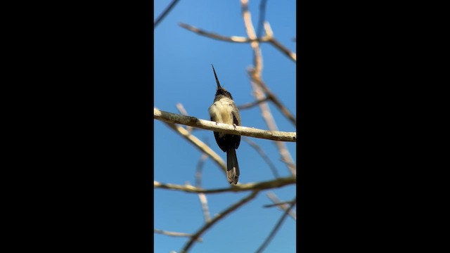 Three-toed Jacamar - ML645999338