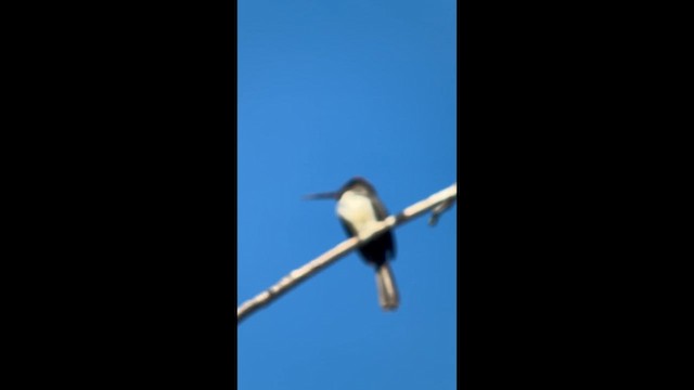 Трёхпалая якамара - ML645999339