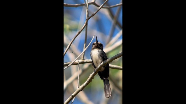 Three-toed Jacamar - ML645999340
