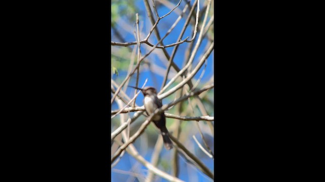 Three-toed Jacamar - ML645999341