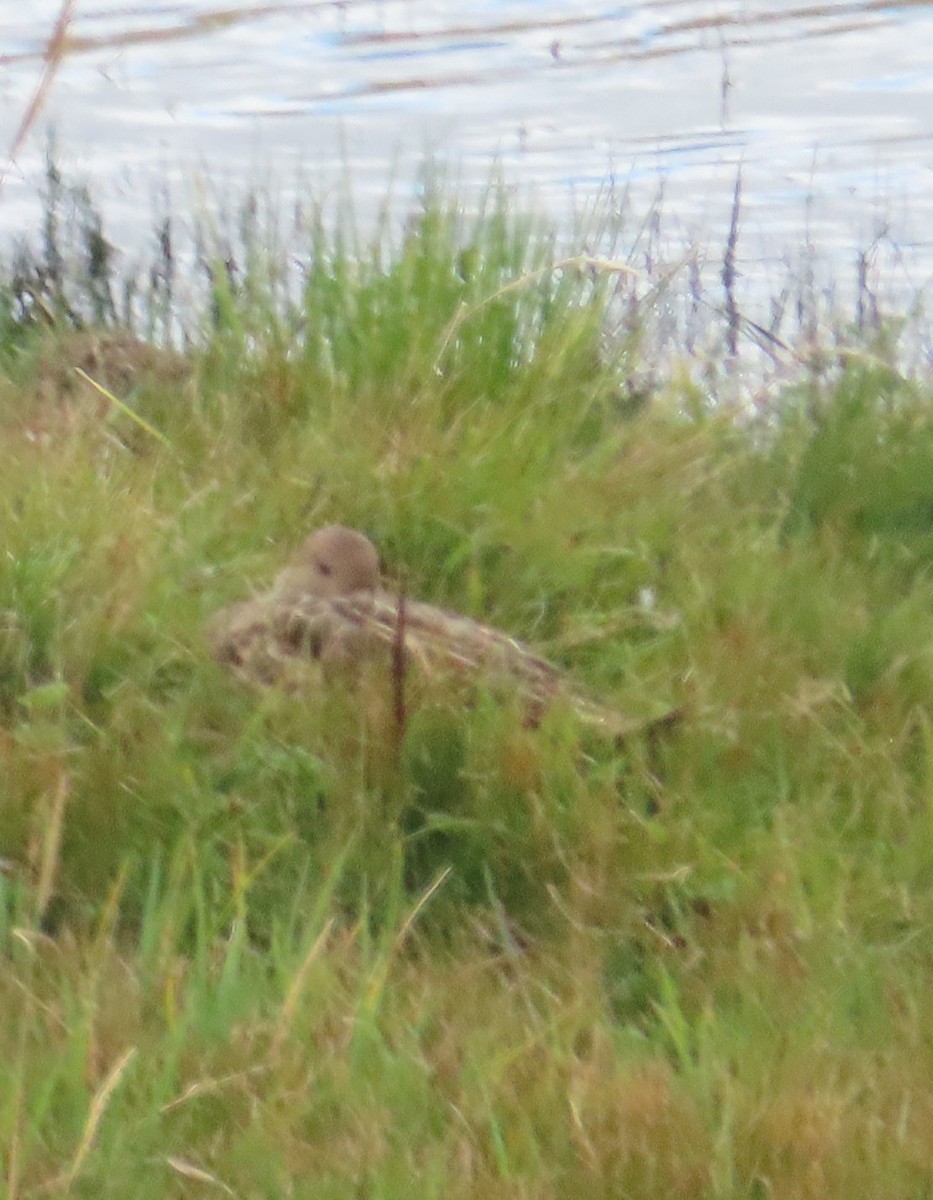 Шилохвіст жовтодзьобий - ML645999343