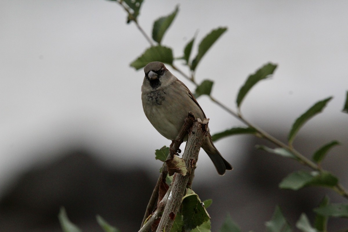 House Sparrow - ML645999349