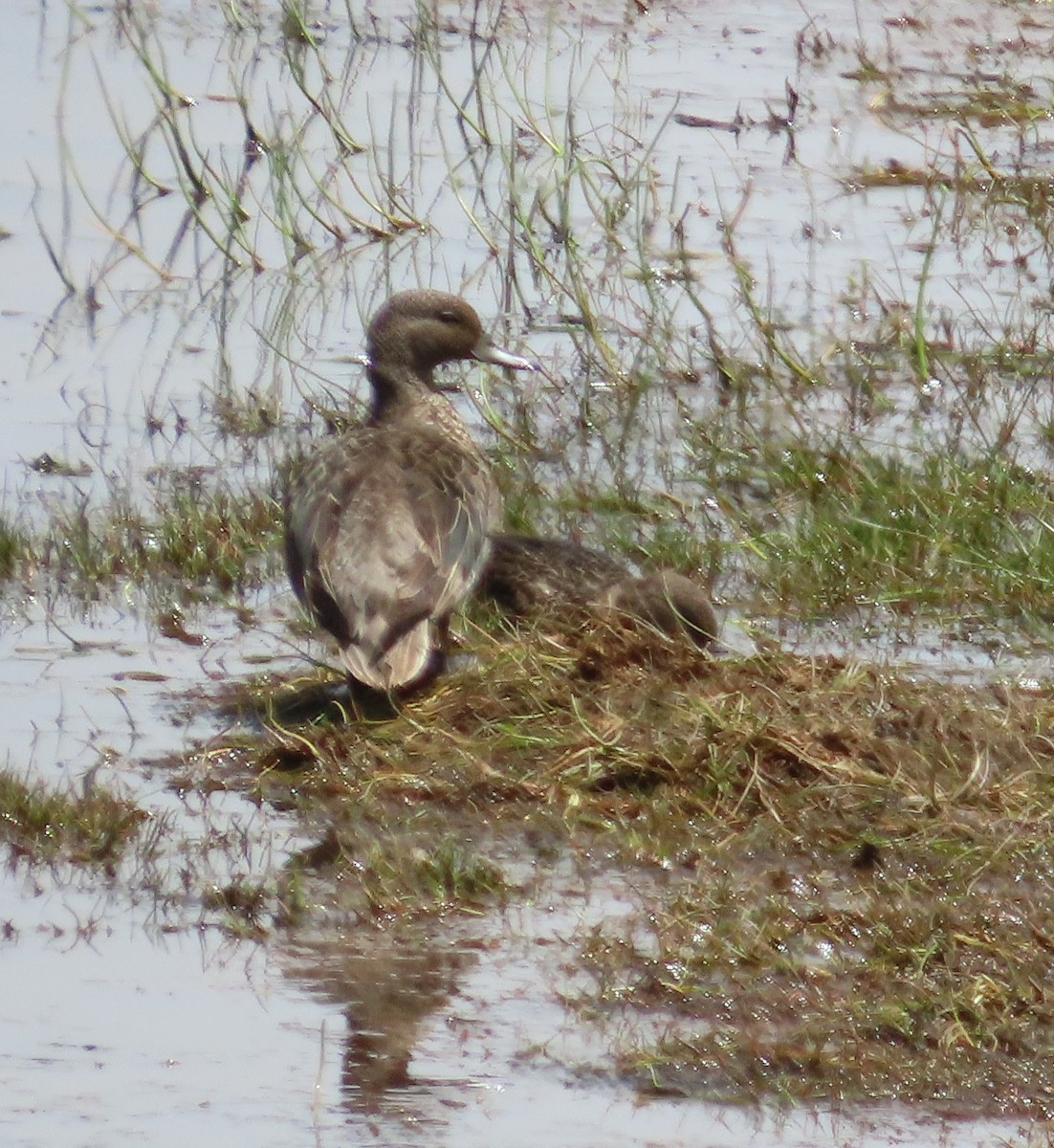 Sarcelle des Andes - ML645999356